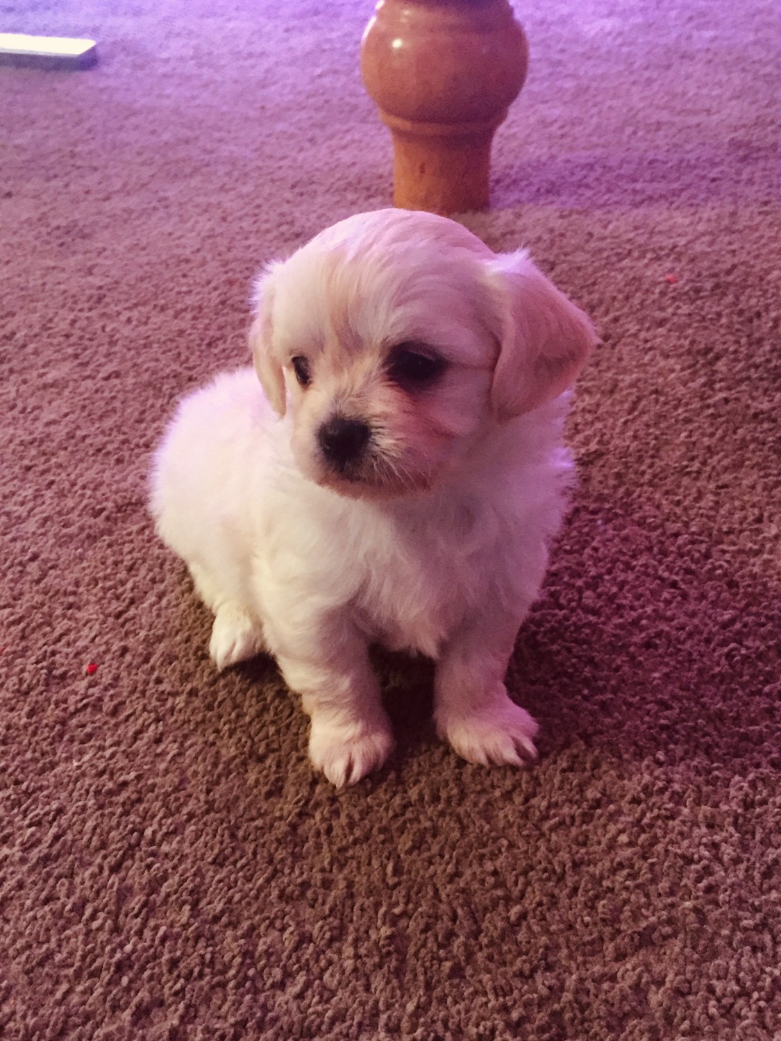 Shih Tzu Puppies For Sale Omaha, NE 311938 Petzlover
