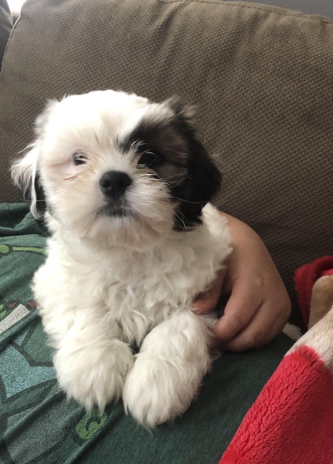 Shih Tzu Puppies For Sale Boston, MA 313202 Petzlover