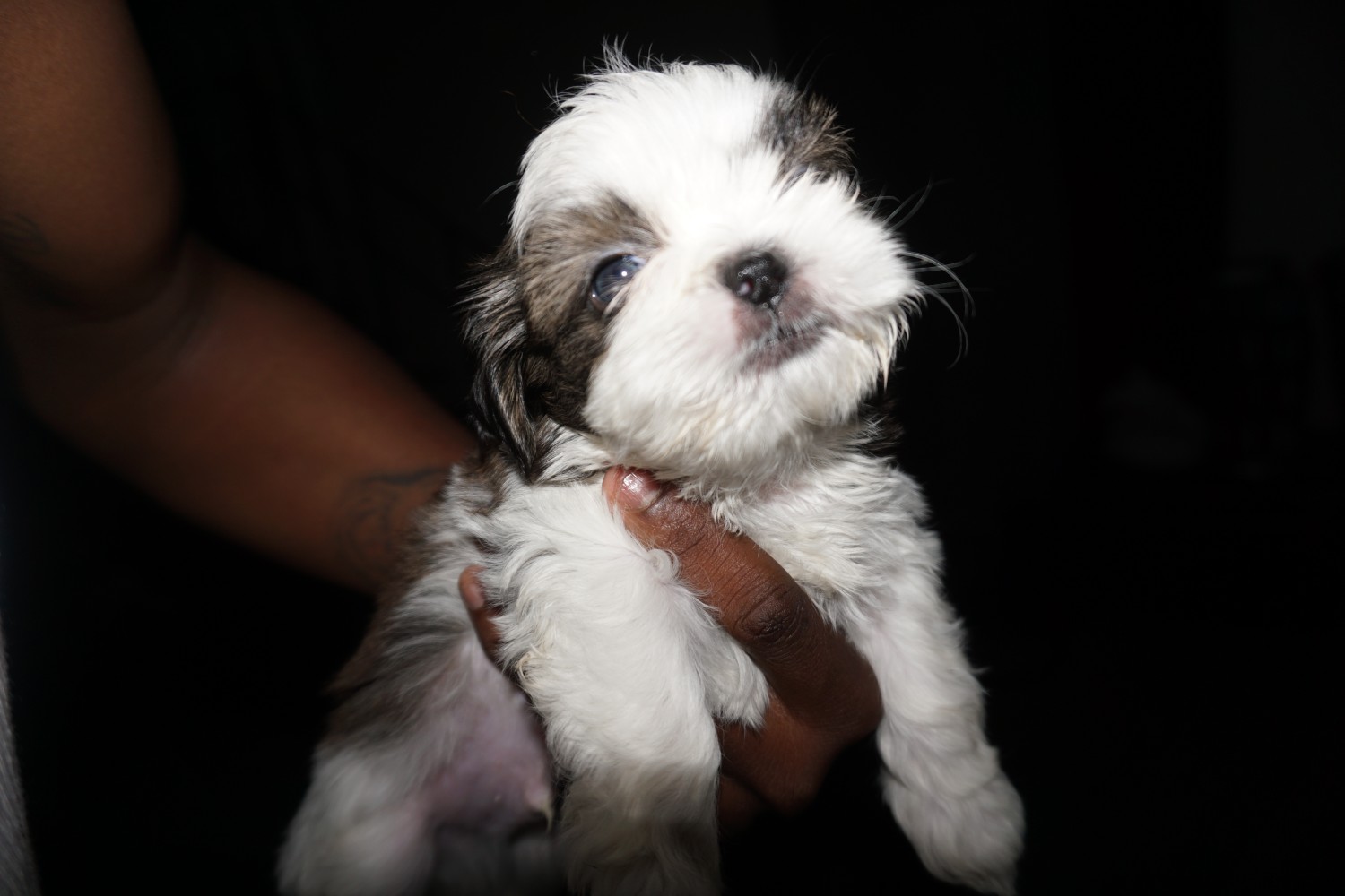 Shih Tzu Puppies For Sale Kansas City Ks 313637