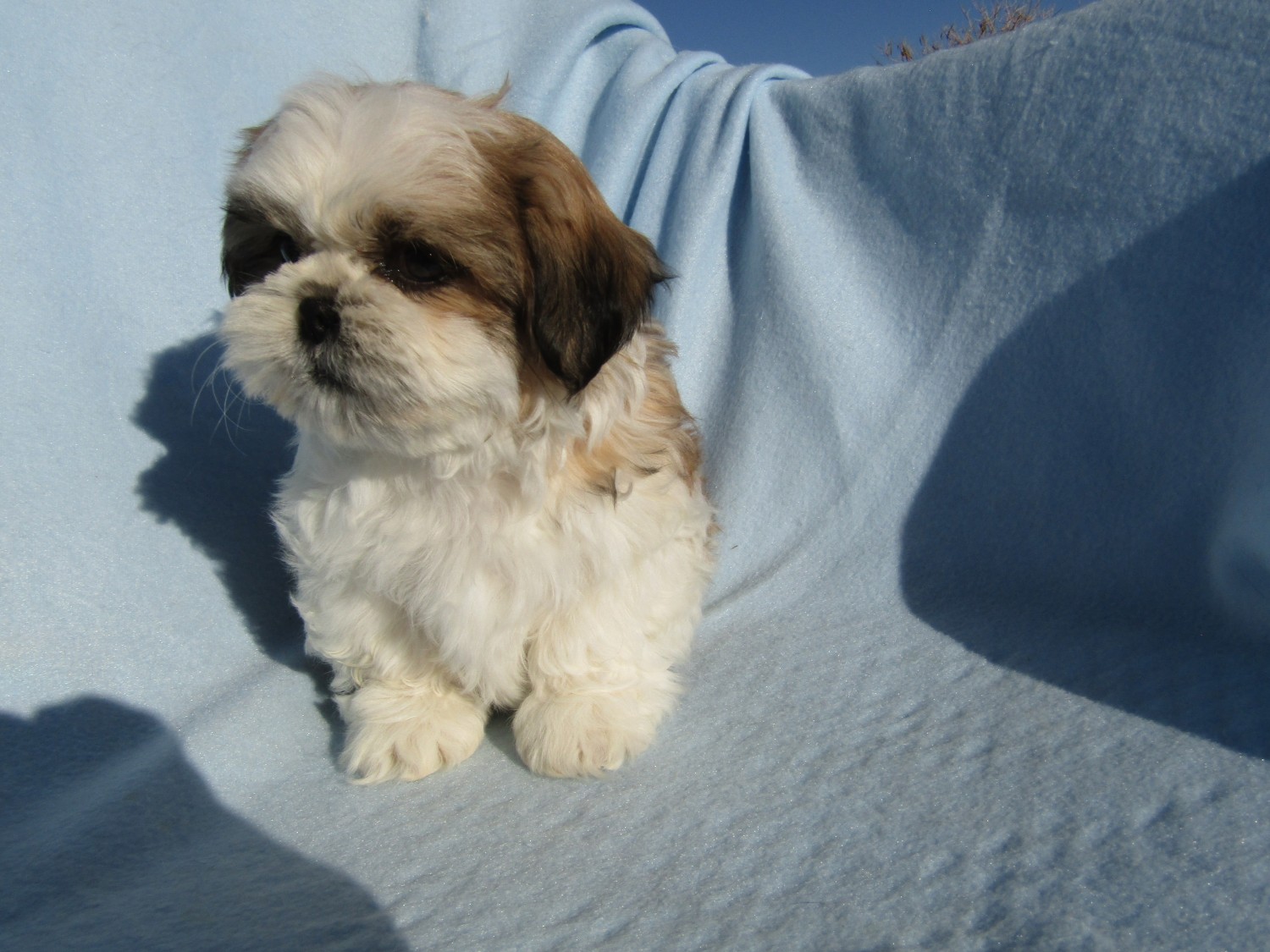 Shih Tzu Puppies For Sale Pahrump, NV 310112 Petzlover