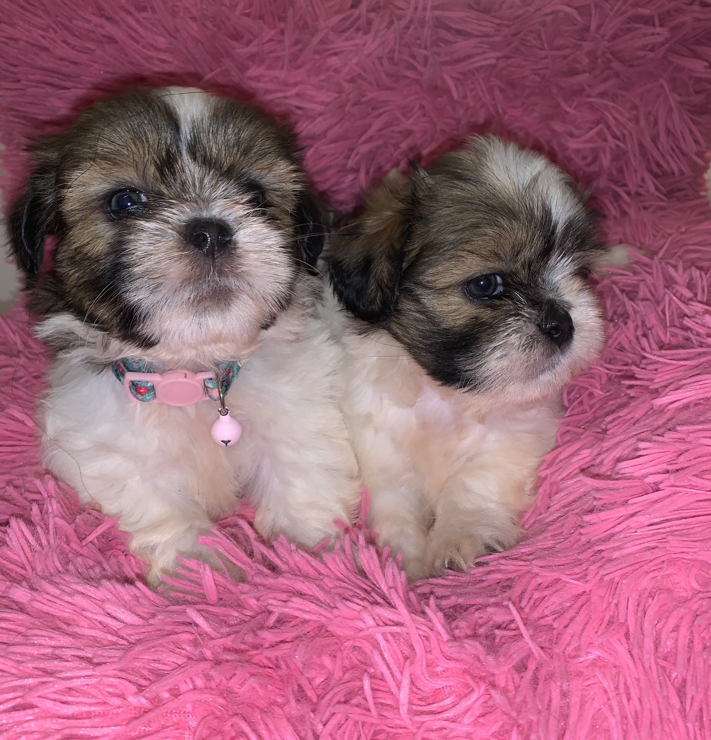 Shih Tzu Puppies For Sale Blake Avenue, Brooklyn, NY 317423