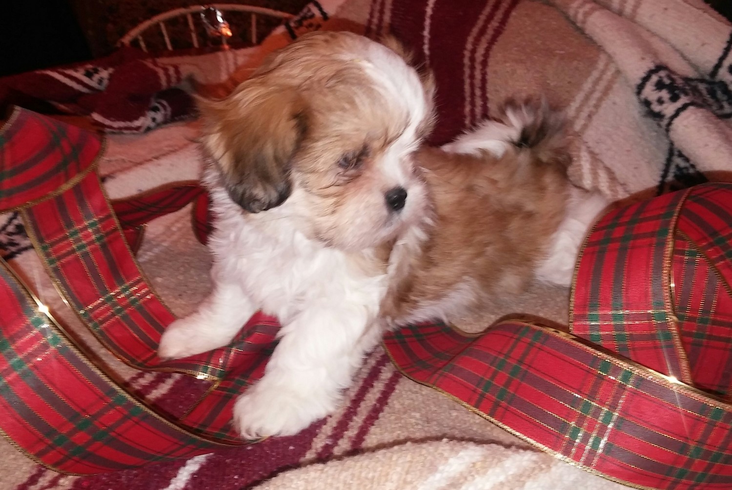 Shih Tzu Puppies For Sale Berkeley Springs, WV 319677