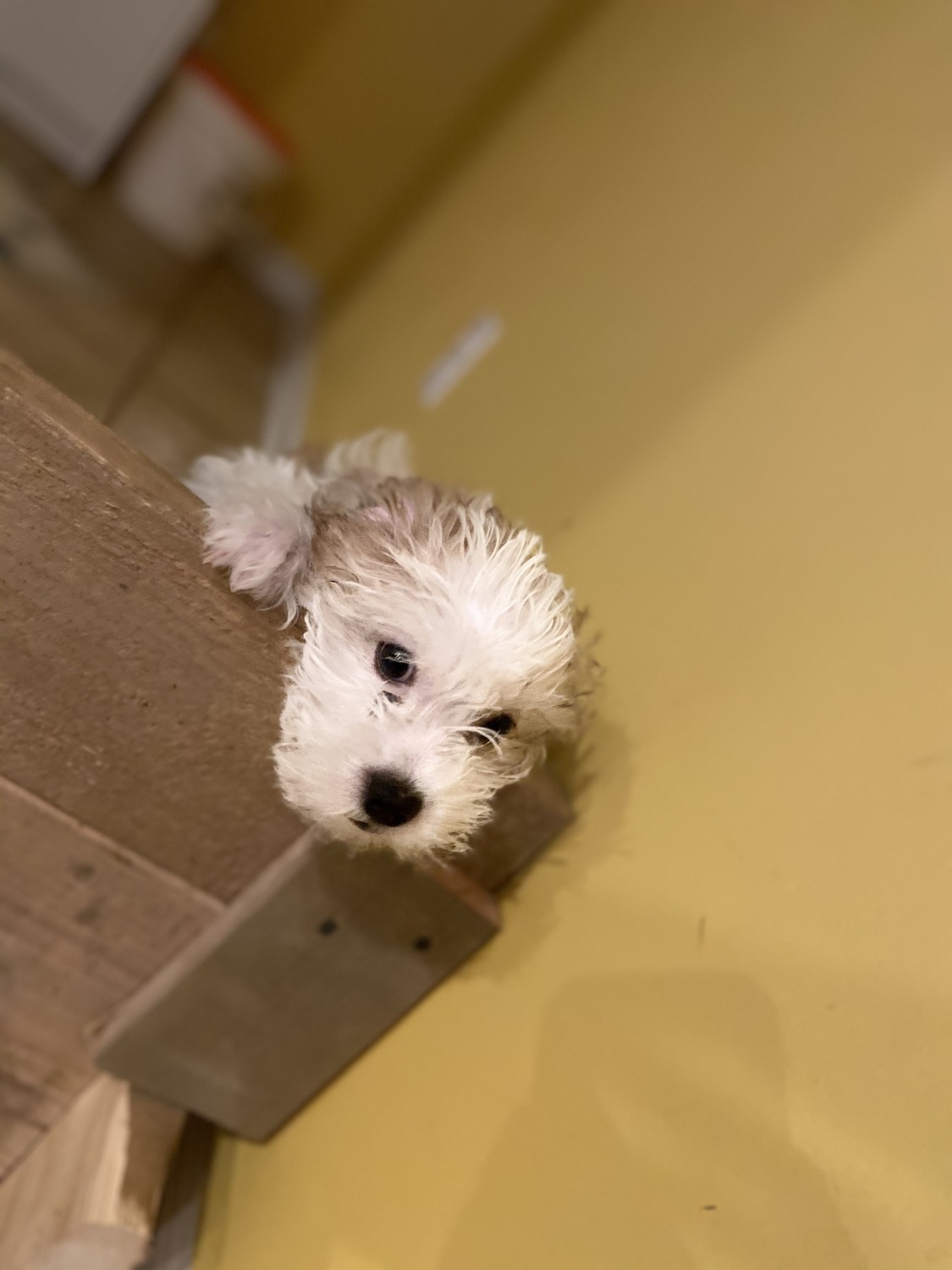 Shih Tzu Puppies For Sale Belleville, MI 320402