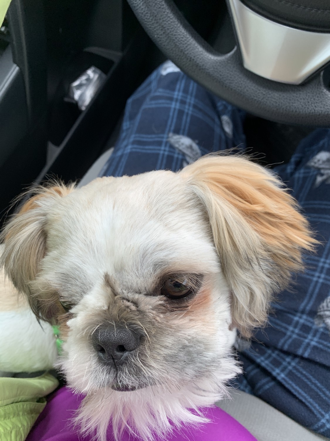 "Shih Tzu" Puppies For Sale Omaha, NE 320917 Petzlover