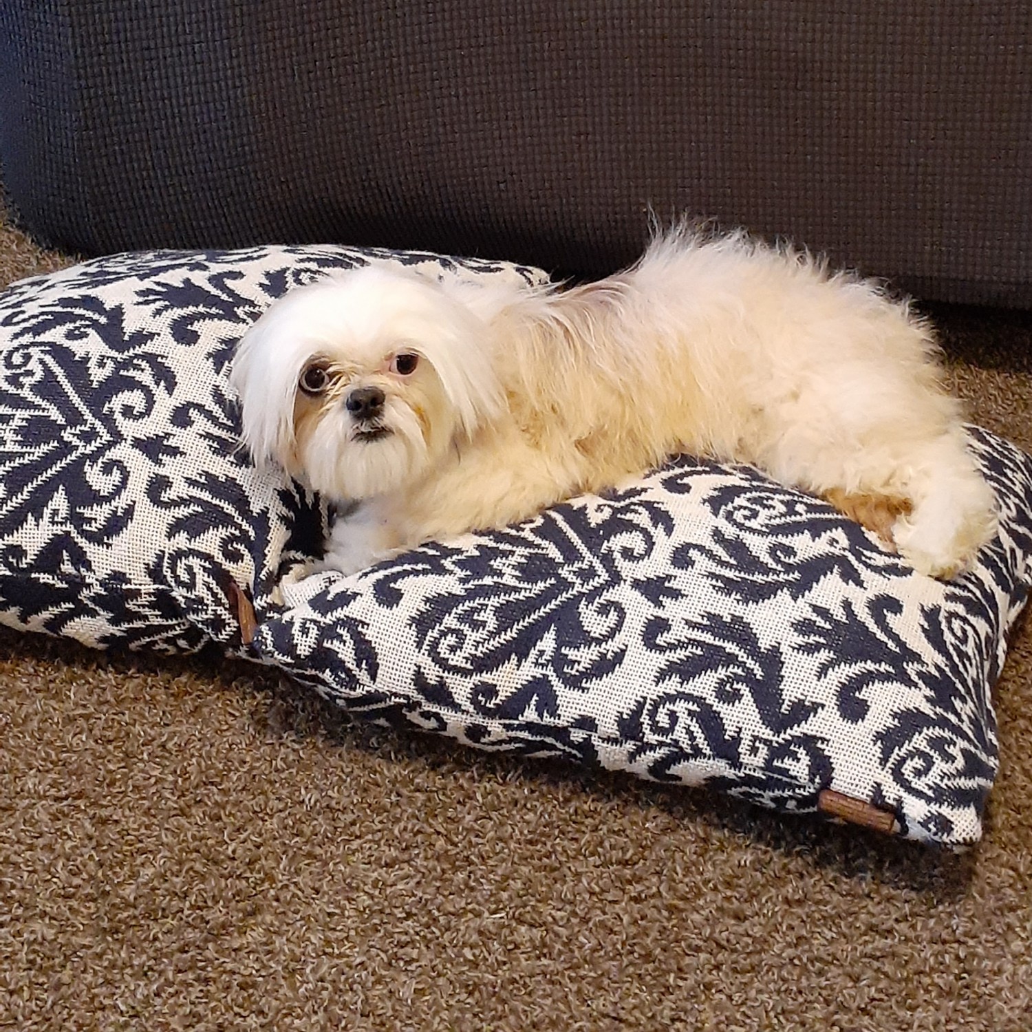 Shih Tzu Puppies For Sale Berwick Street, NJ 323964