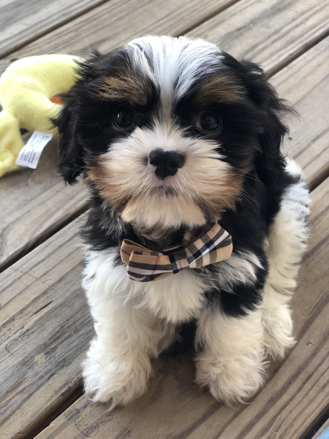shih tzu puppies for sale in