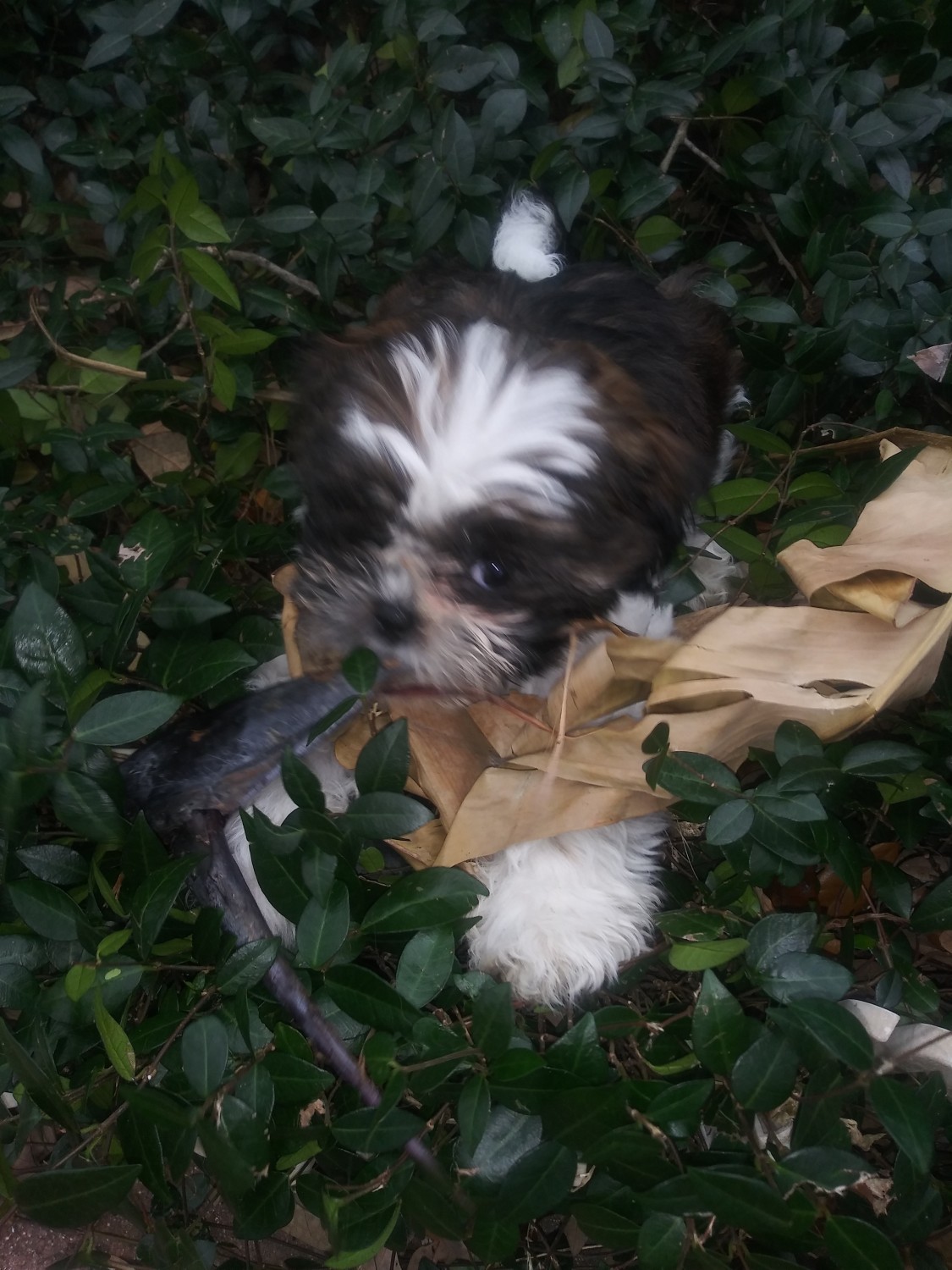 Shih Tzu Puppies For Sale Clearwater, FL 324513