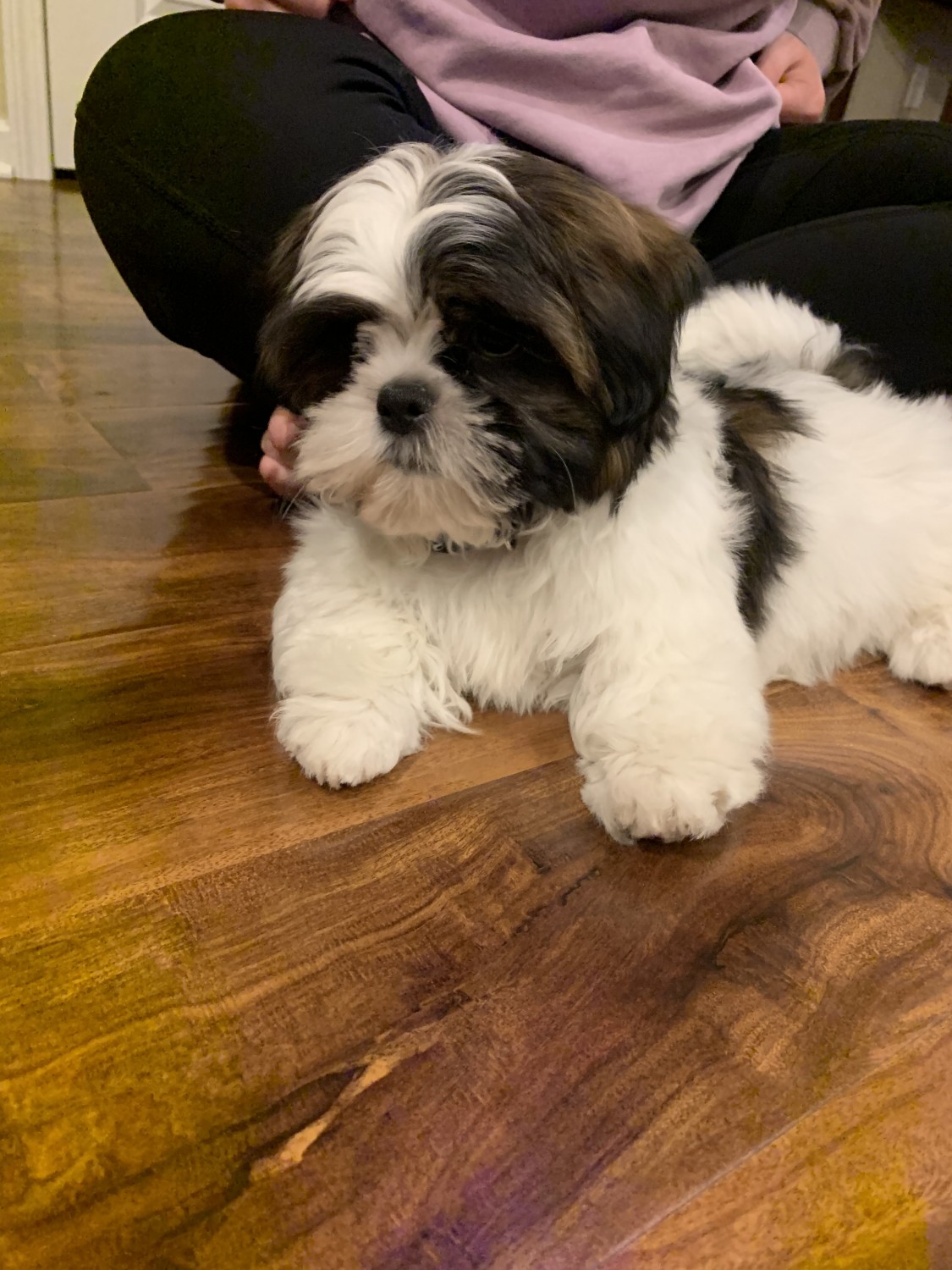 Shih Tzu Puppies For Sale Rochester, NY 325057