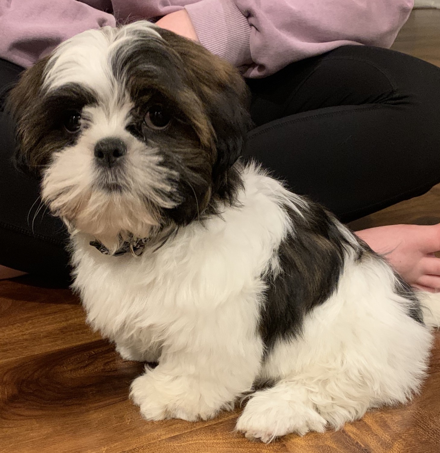 Shih Tzu Puppies For Sale Rochester, NY 326483