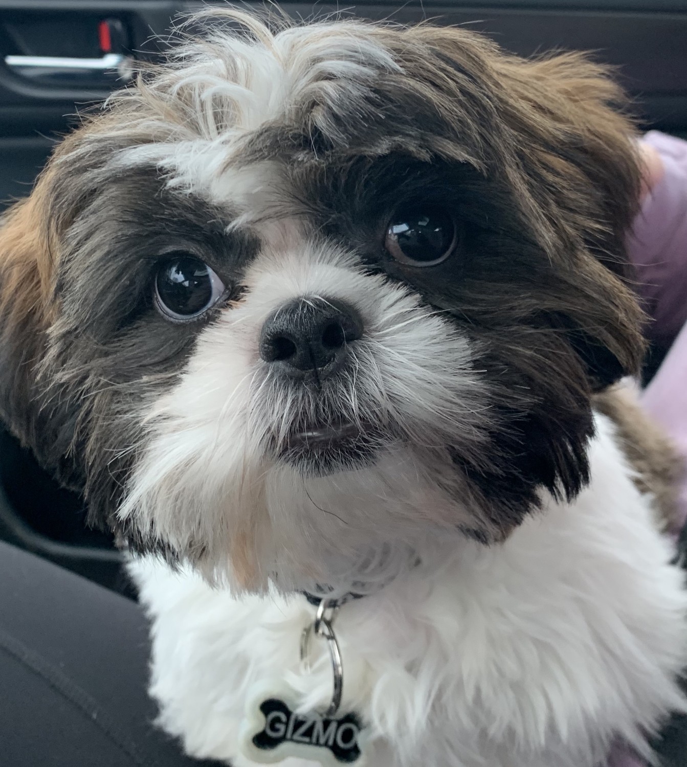 Shih Tzu Puppies For Sale Rochester, NY 326483