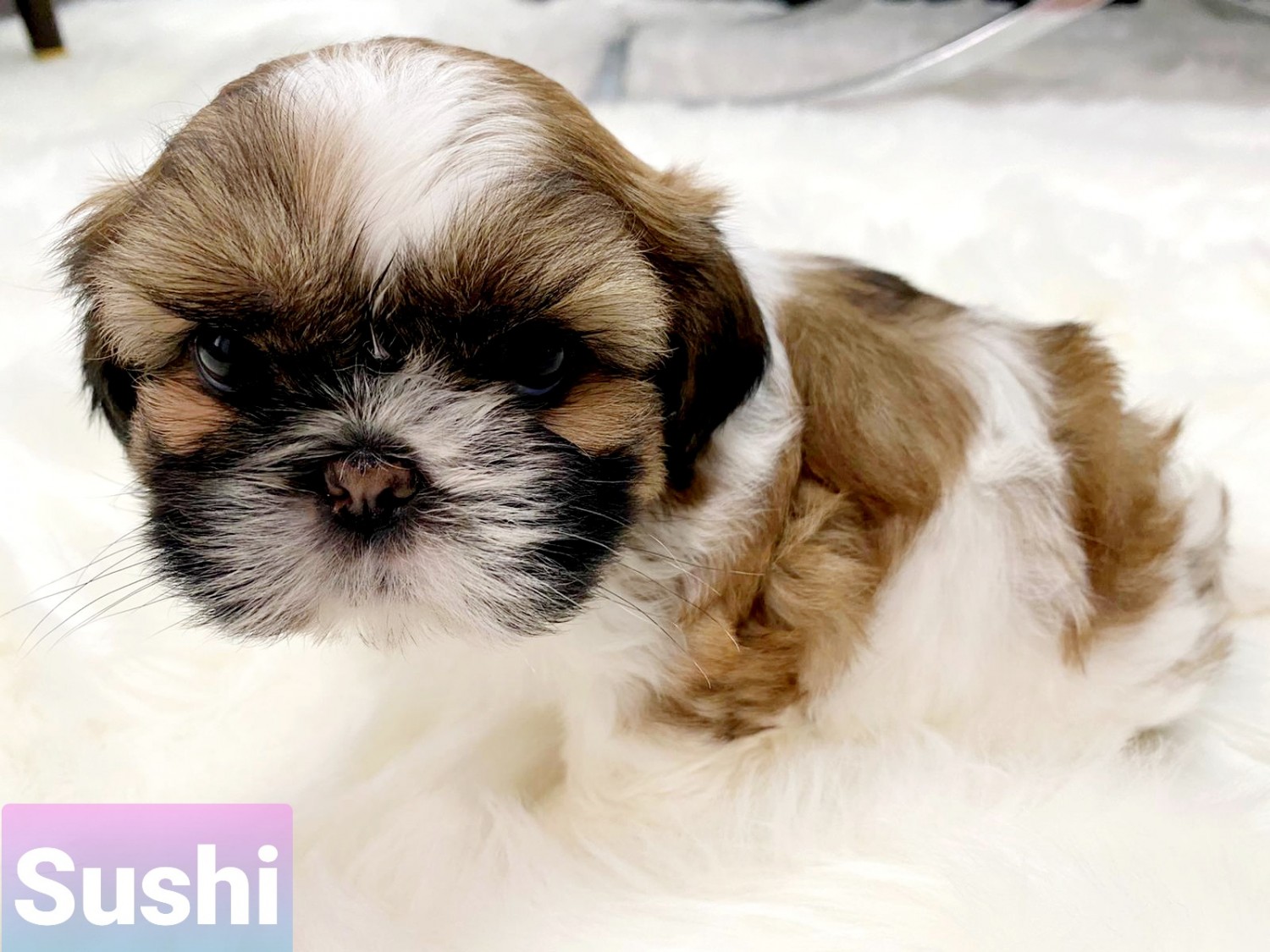 Shih Tzu Puppies For Sale Acworth, GA 326582 Petzlover