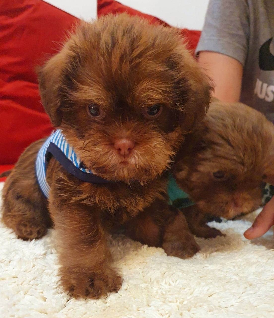 Shih Tzu Puppies For Sale Chicago, IL 332930 Petzlover