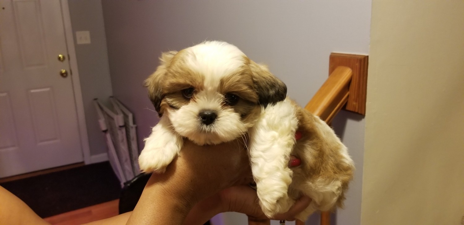Shih Tzu Puppies For Sale | St. Louis, MO #333897