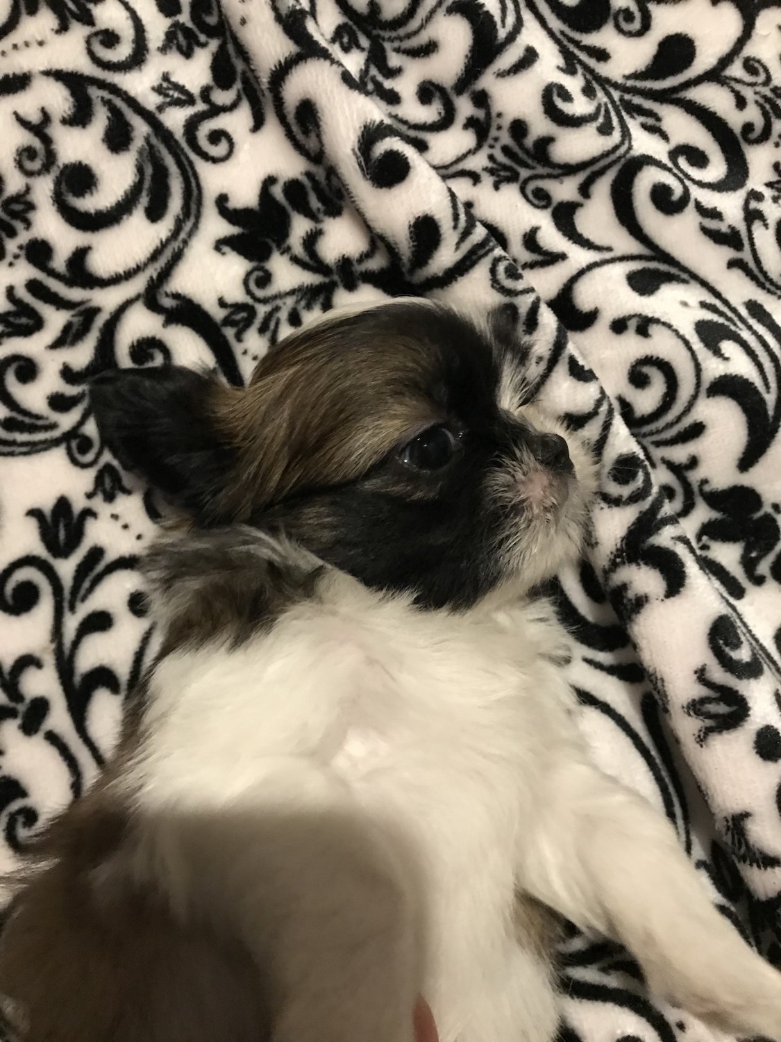 Shih Tzu Puppies For Sale Kauai County, HI 335377