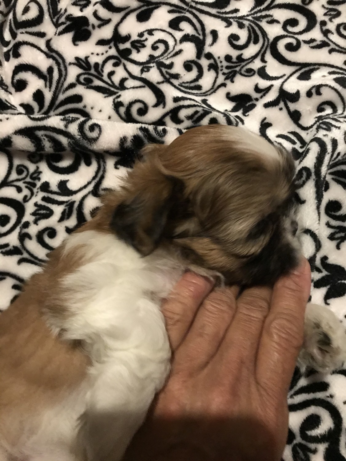 Shih Tzu Puppies For Sale Kauai County, HI 335377