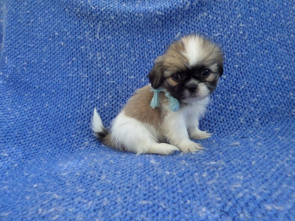 Shih Tzu Puppies For Sale La Habra Heights, CA 335716