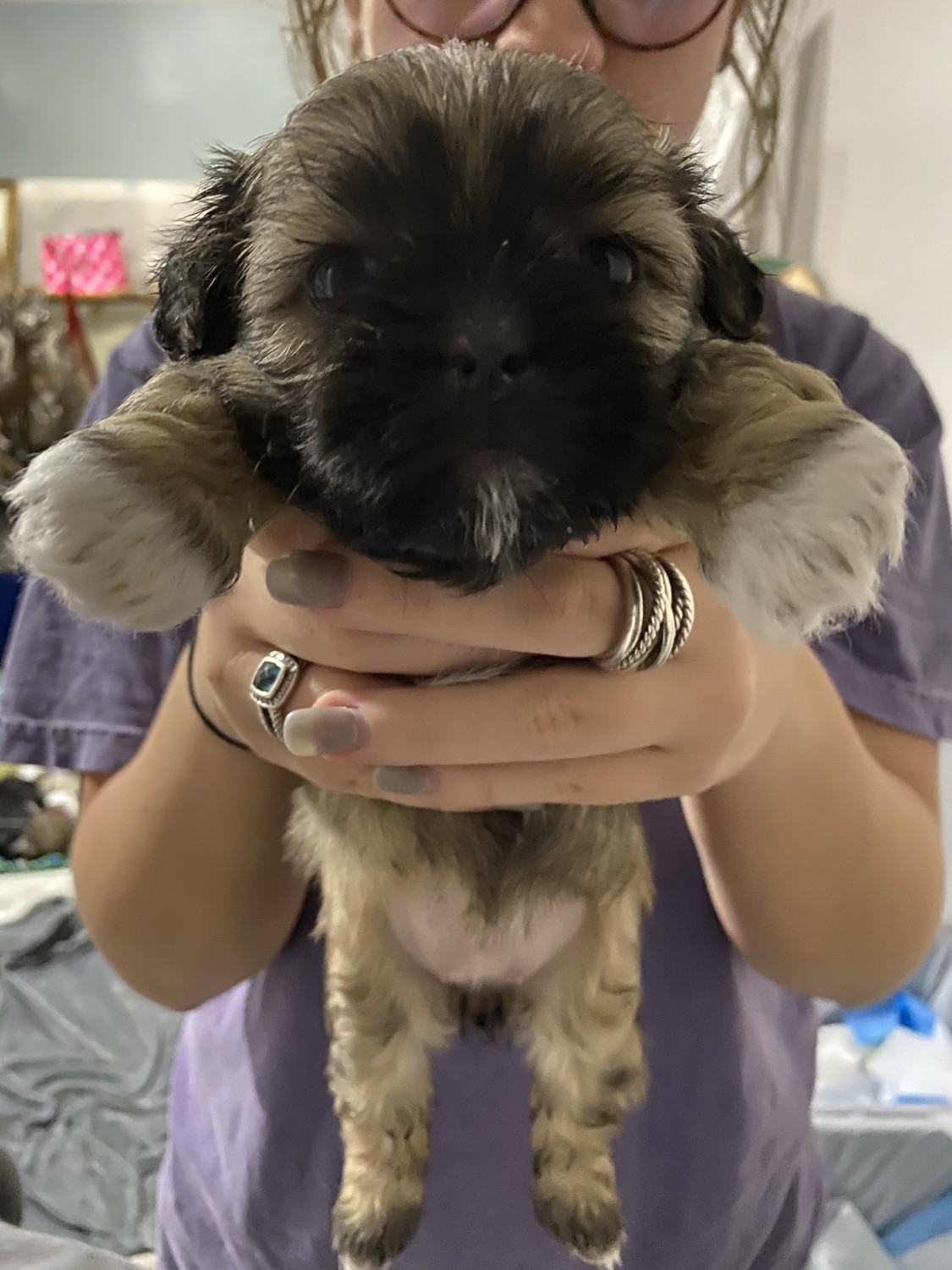 Shih Tzu Puppies For Sale In Under 400