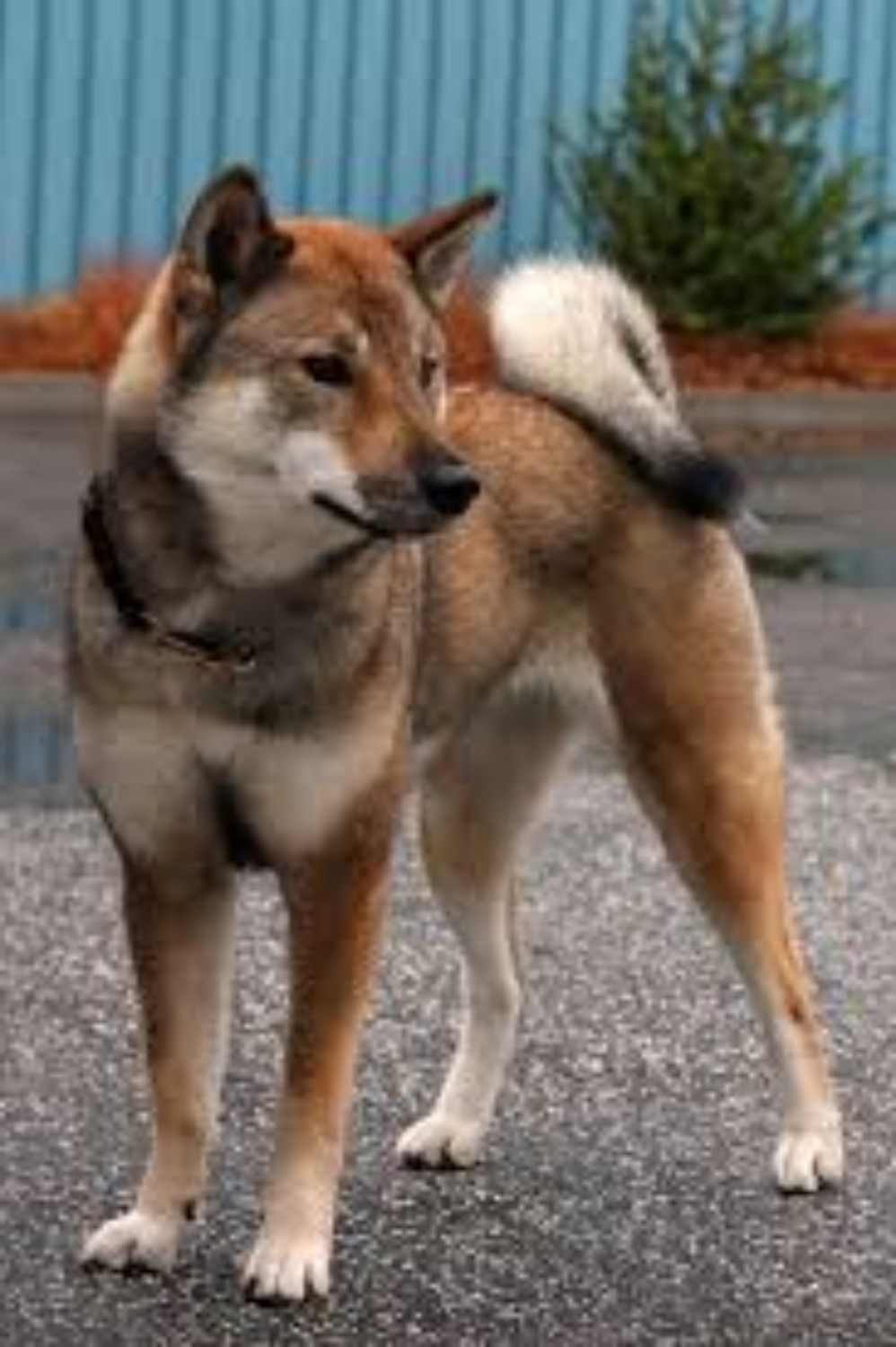 Shikoku Vs Siberian Husky Breed Comparison Mydogbreeds