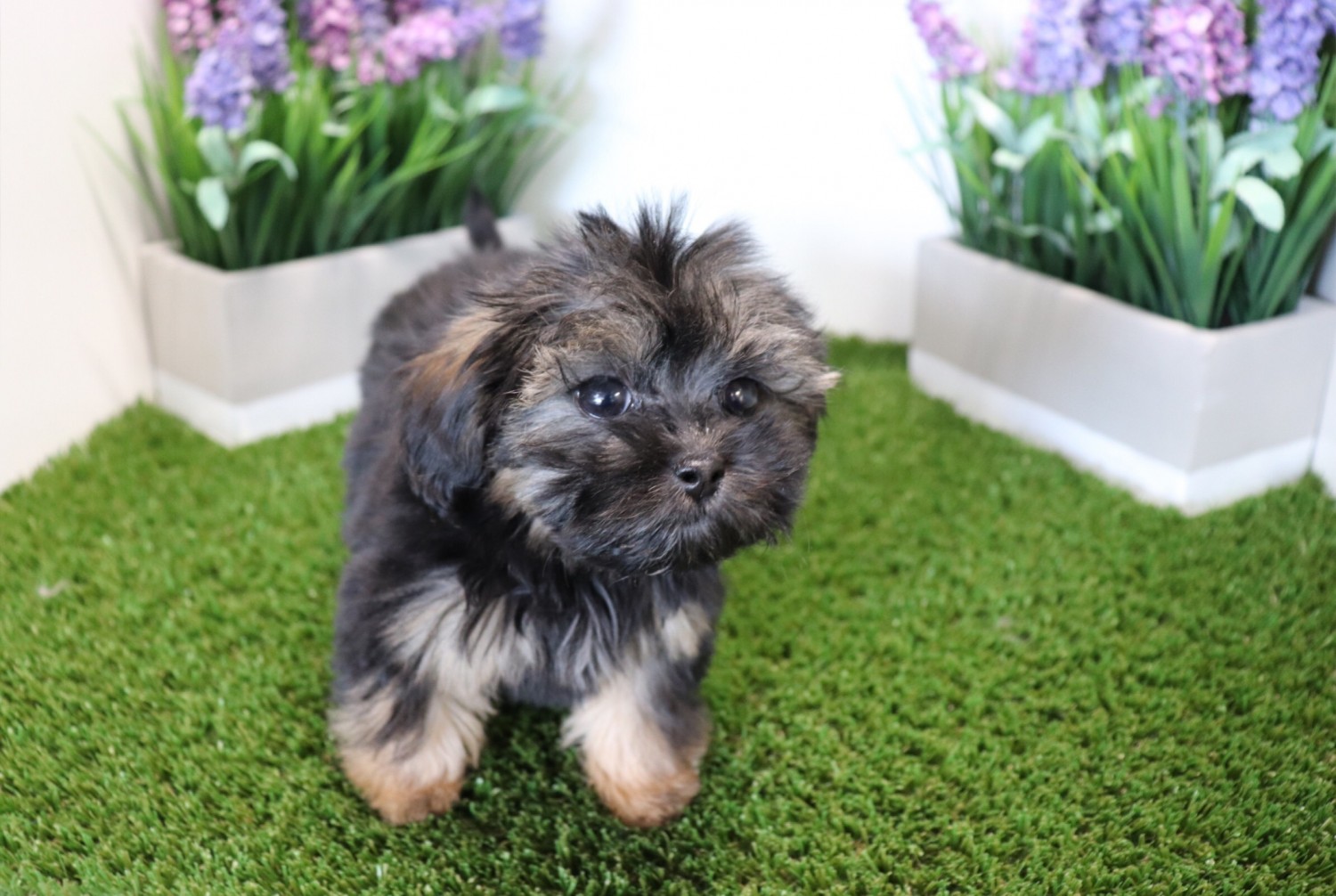 Shorkie Puppies For Sale Las Vegas, NV 277390 Petzlover