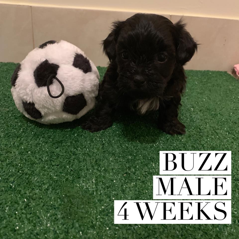 Shorkie Puppies For Sale Belleville, MI 301033