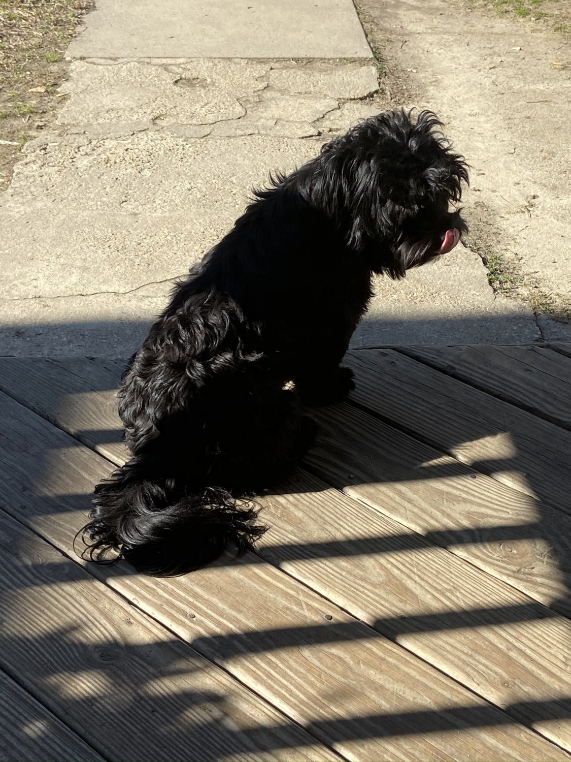 Shorkie Puppies For Sale Richmond, VA 330967 Petzlover