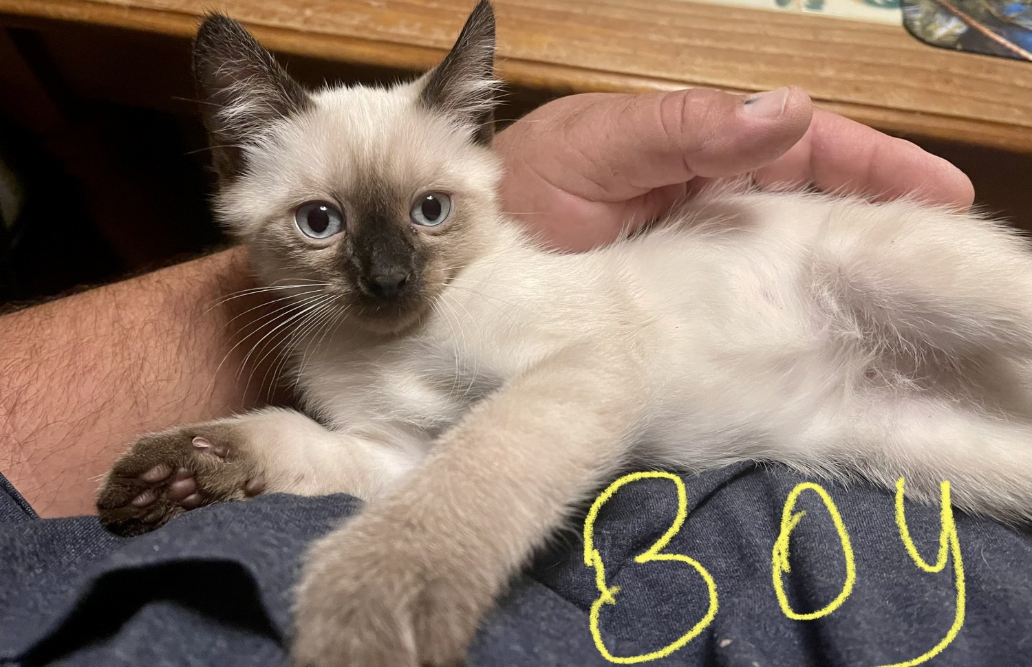 Siamese Cats For Sale Benson, NC 380172 Petzlover