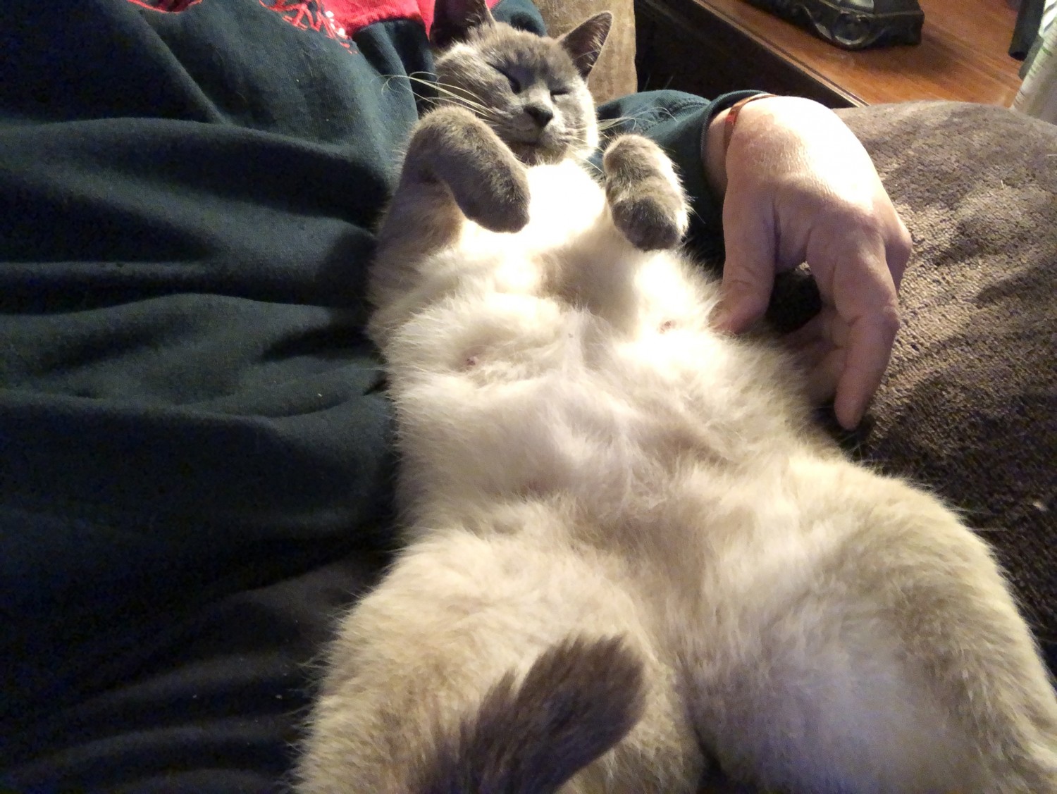 Siamese Cats For Sale Anderson, AL 384538 Petzlover