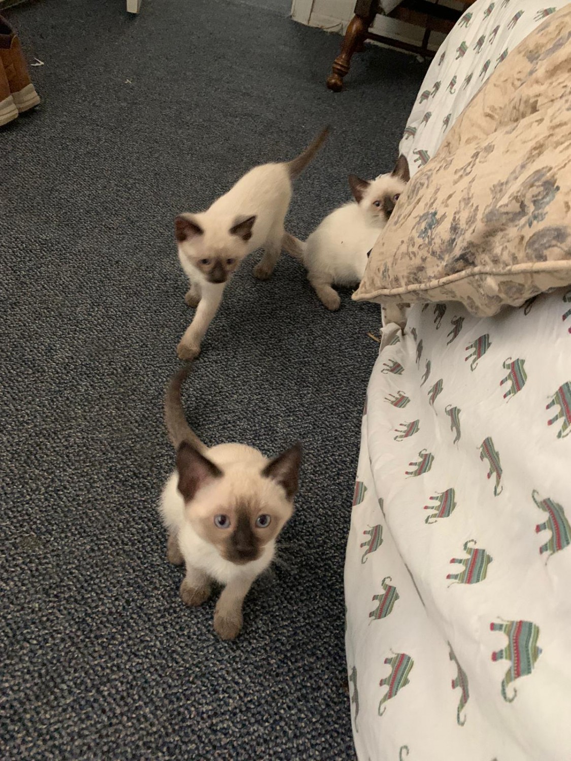 Siamese Cats For Sale Commack, NY 398429 Petzlover