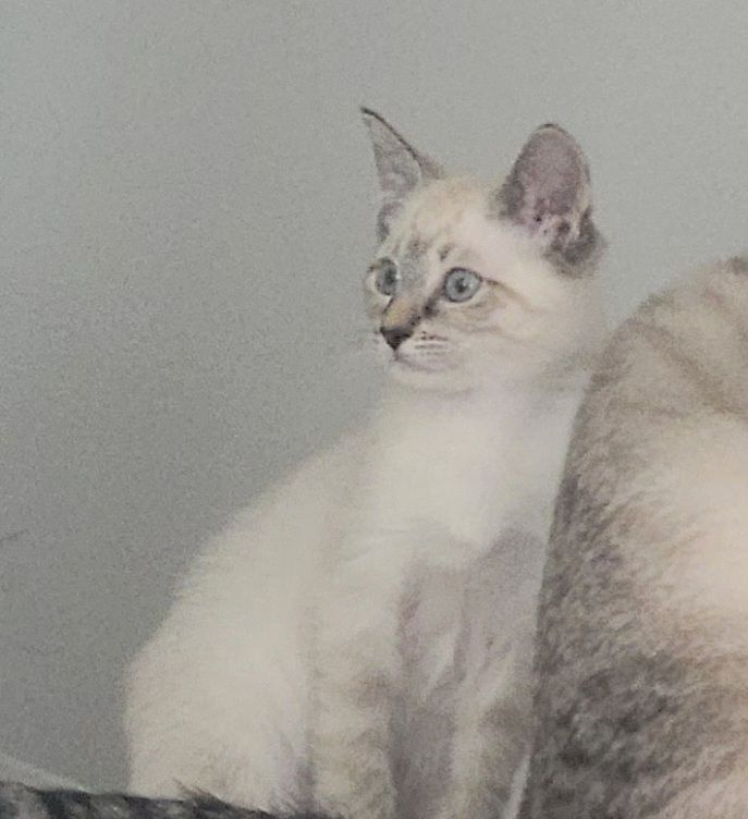 Siamese Cats For Sale Canton, OH 538526 Petzlover
