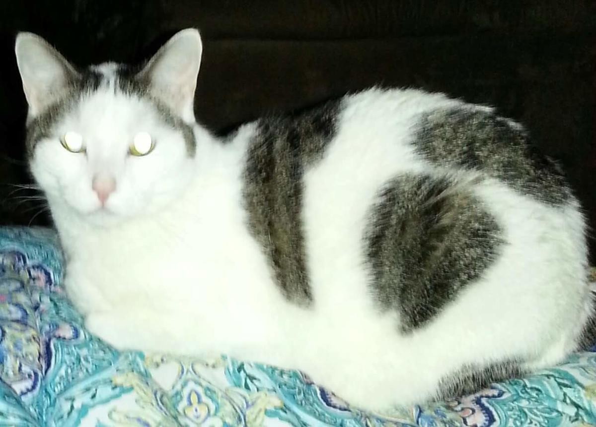 Siamese Cats For Sale Cleveland, OH 169349 Petzlover