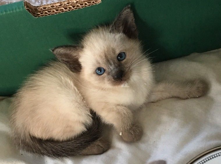 Colorus: Siamese Kittens For Sale Near Me