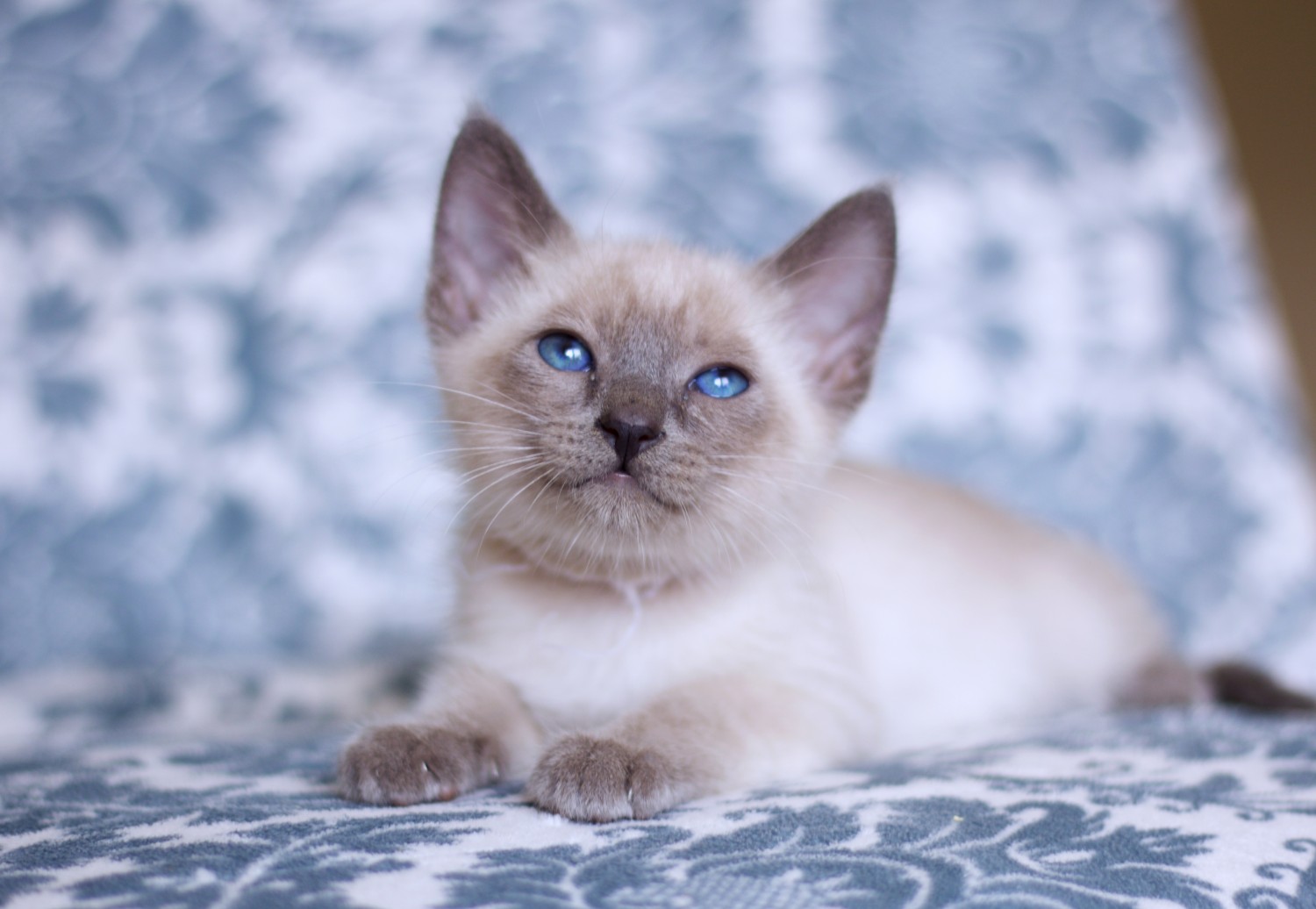 Blue Point Siamese Cats: What You Need to Know - wide 5