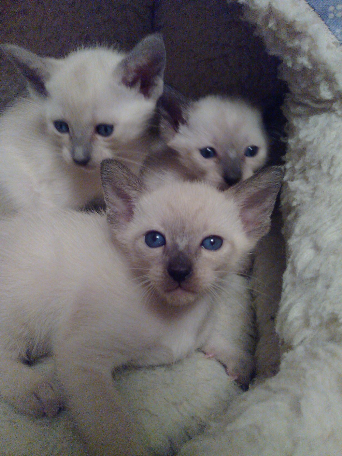 Siamese Cats For Sale Birmingham, AL 209975 Petzlover