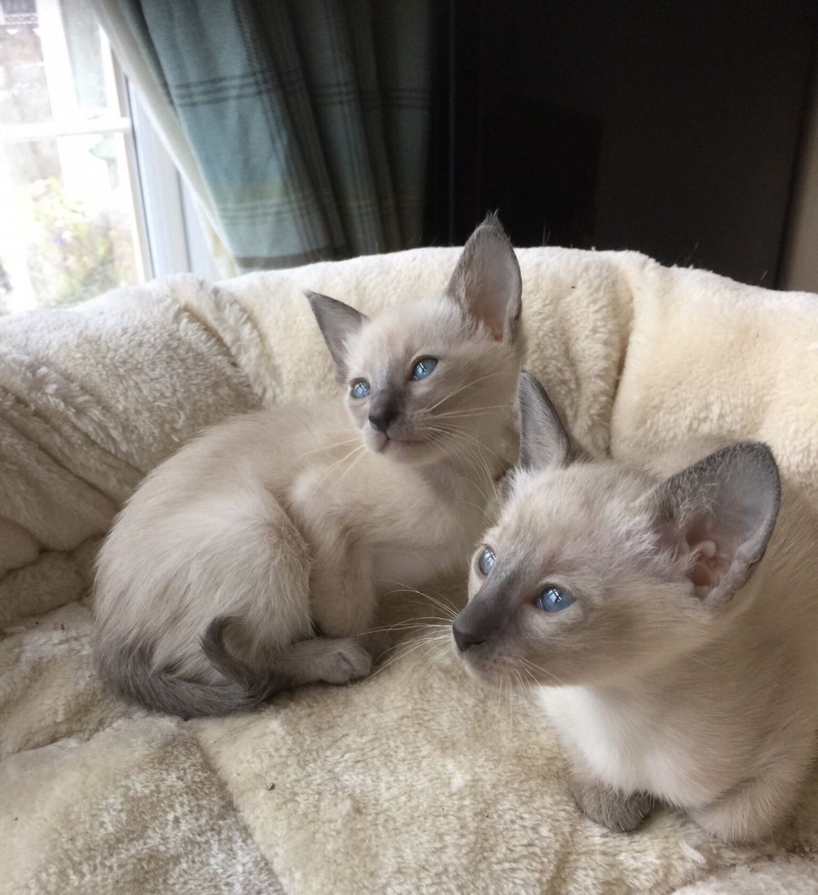 Siamese Cats For Adoption In