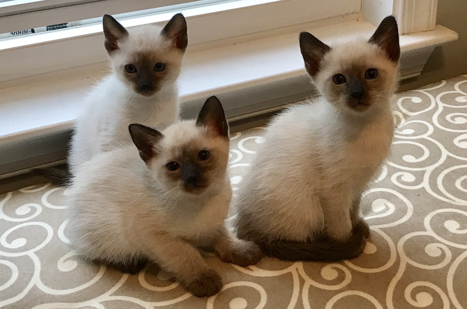 Siamese Cats For Sale Charlotte Hall, MD 239096