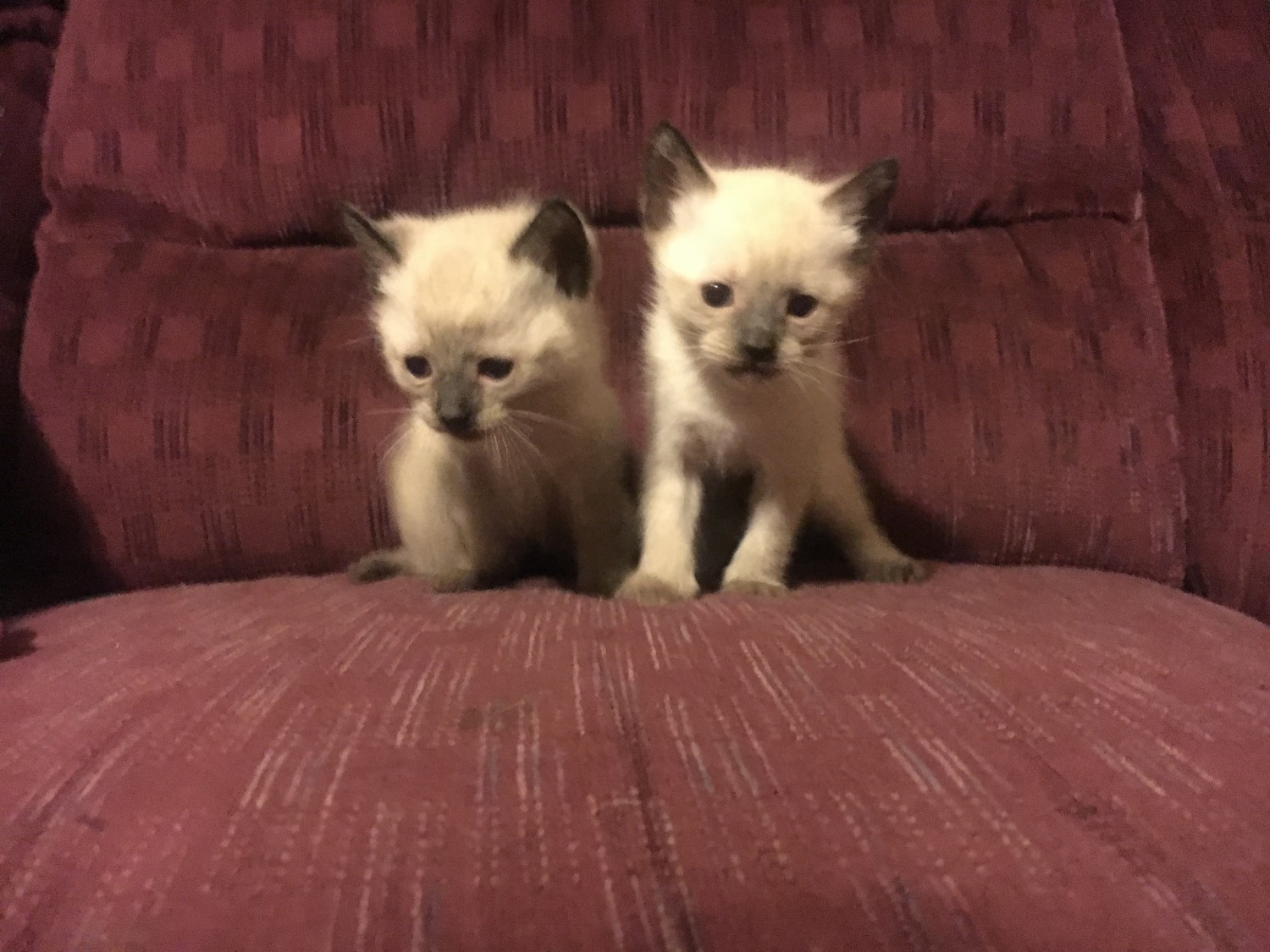 Siamese Cats For Sale Whittaker, MI 239234 Petzlover