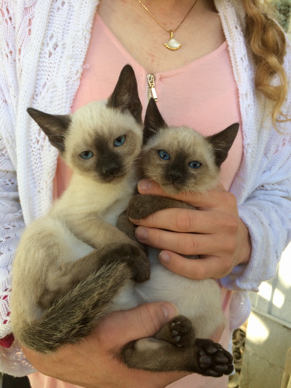 TCA Registered 2 sealpoint Siamese kittens left.