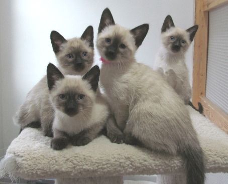 Siamese Cats For Sale | Waterford Township, MI #247264