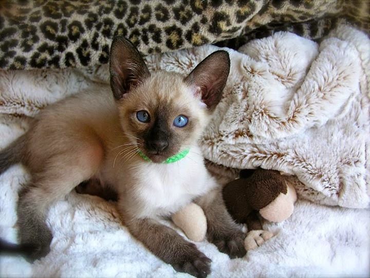 Siamese kittens for sale.