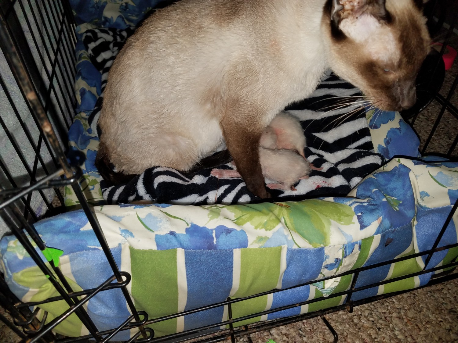 Siamese Cats For Sale Mount Vernon, KY 261274 Petzlover