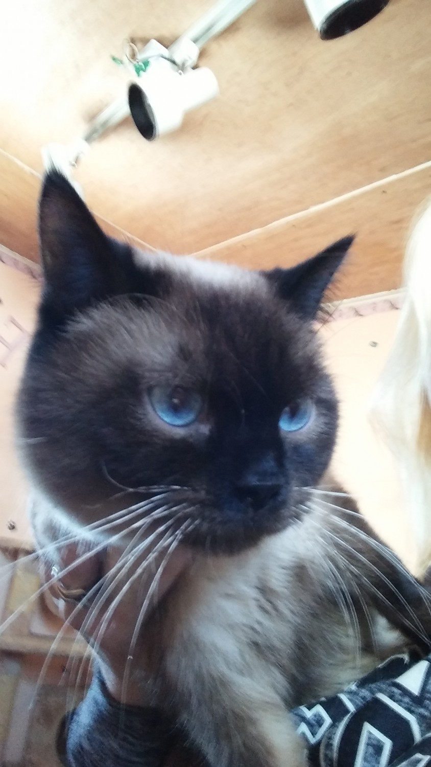 Siamese Cats For Sale Perry, MI 267329 Petzlover