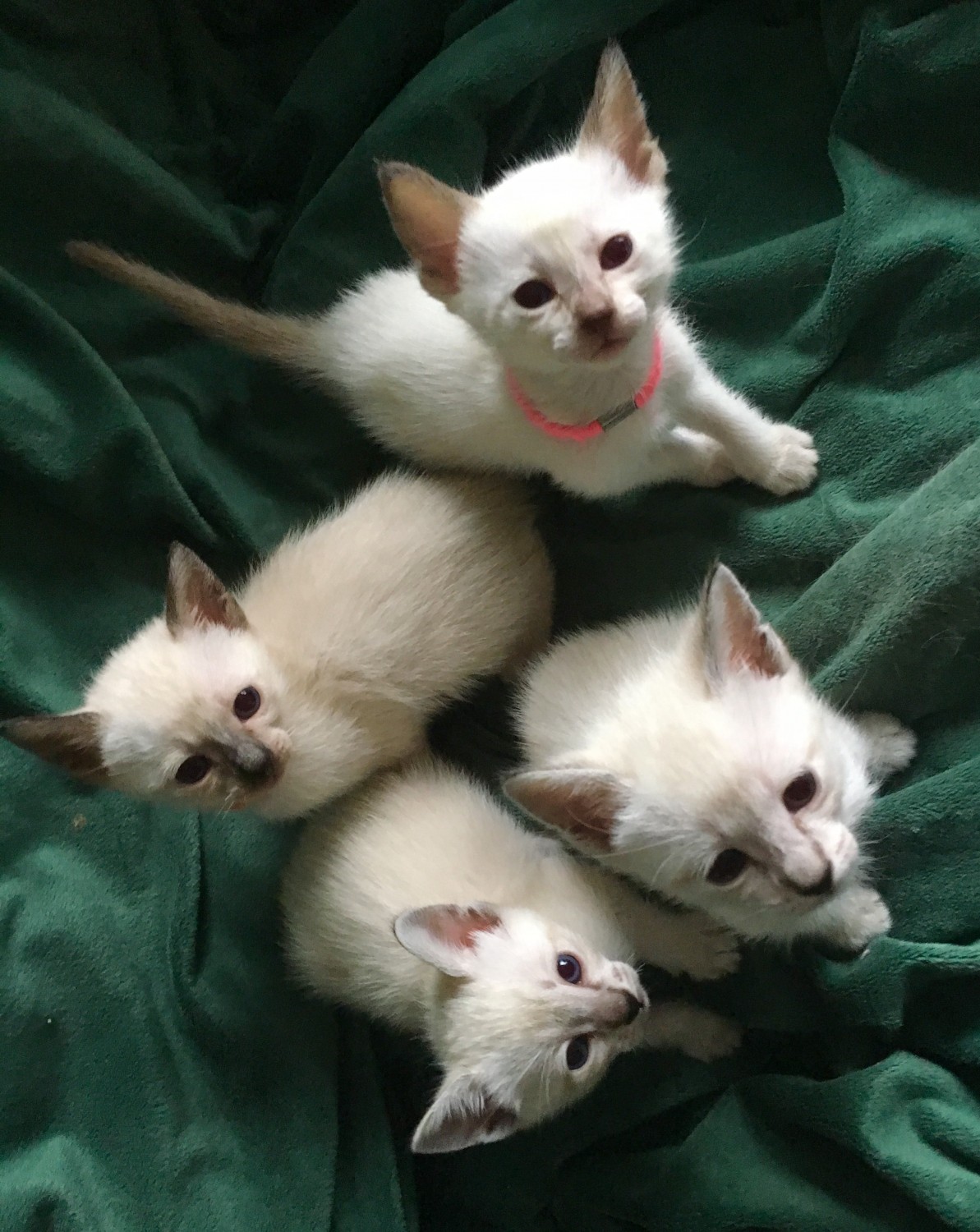Kittens for sale.