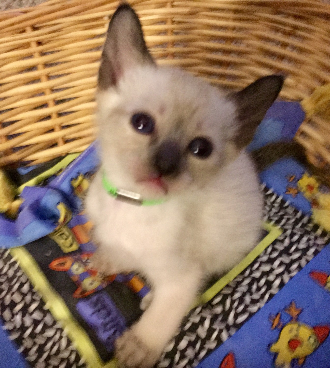Siamese Cats For Sale | Reading, PA #274399 | Petzlover