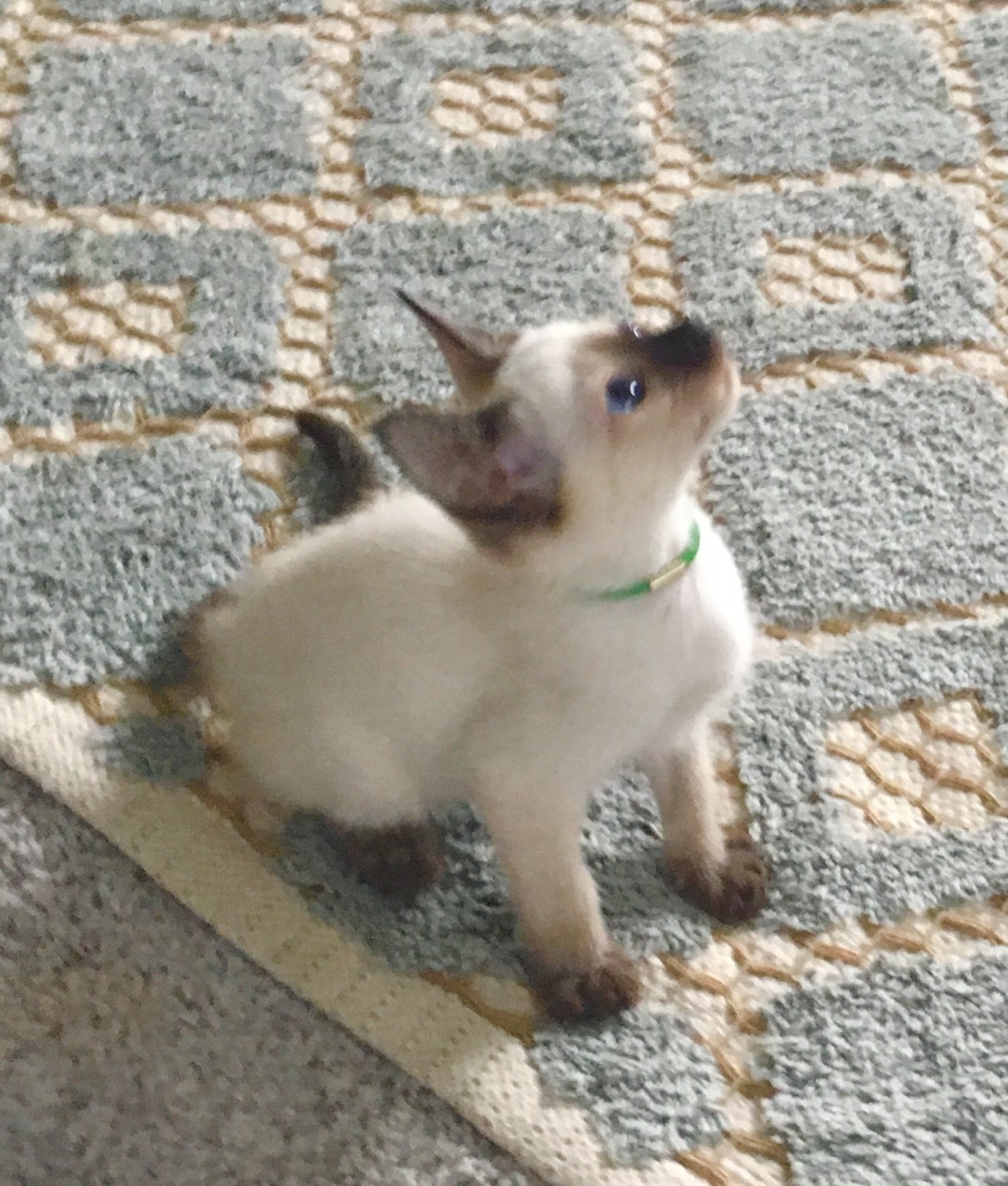 Siamese Cats For Sale Reading, PA 274399 Petzlover