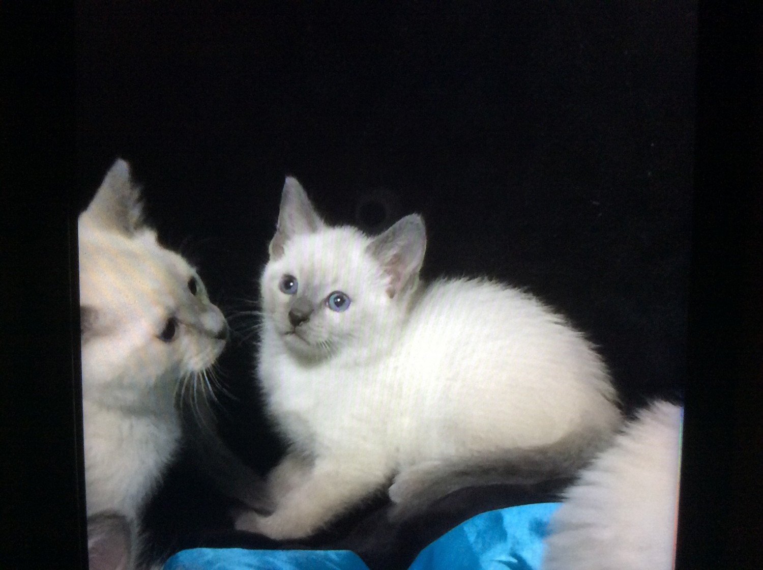 Siamese Cats For Sale Kentucky 764, KY 284517 Petzlover