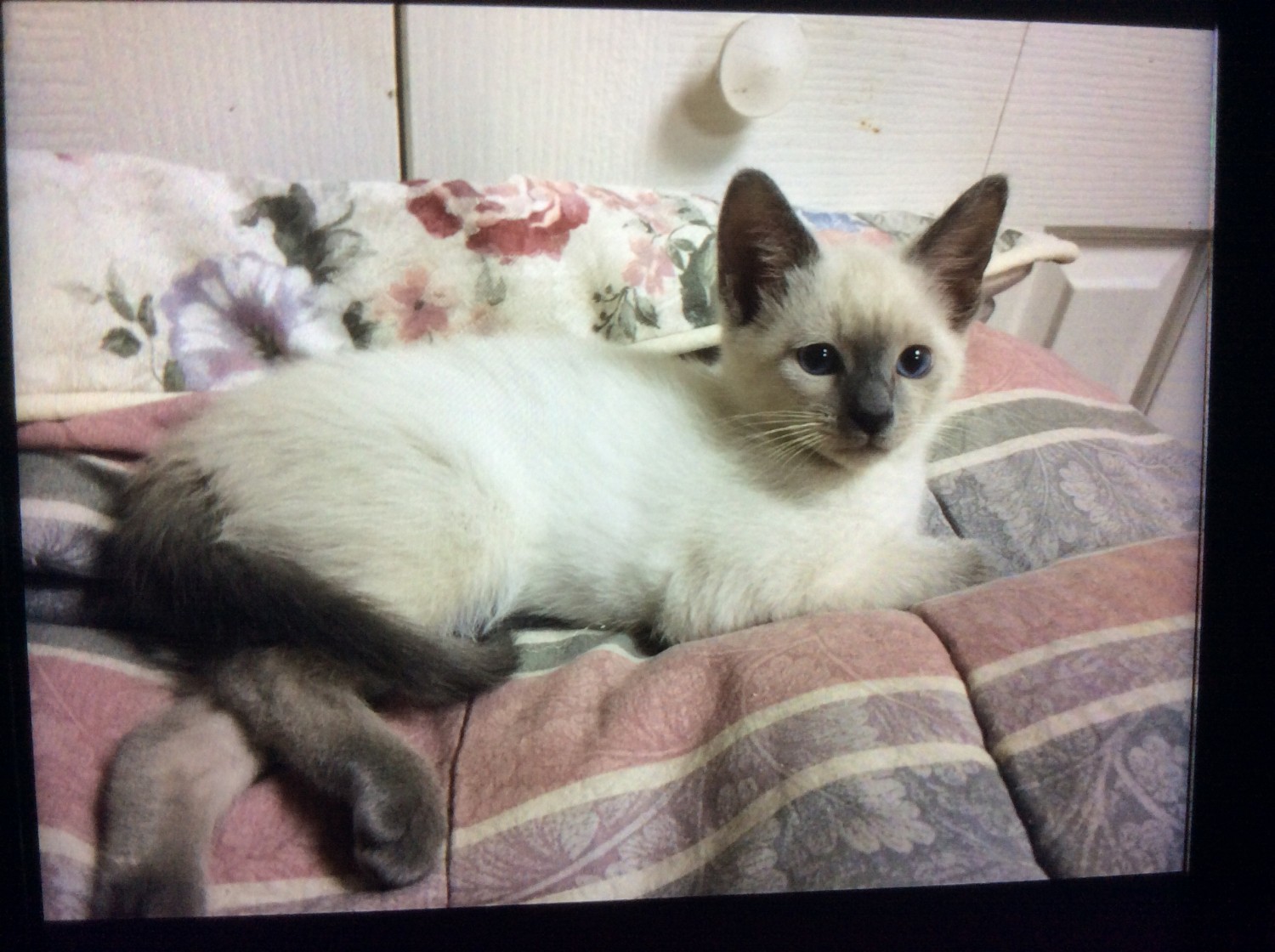 Siamese Cats For Sale Kentucky 764, KY 284517 Petzlover