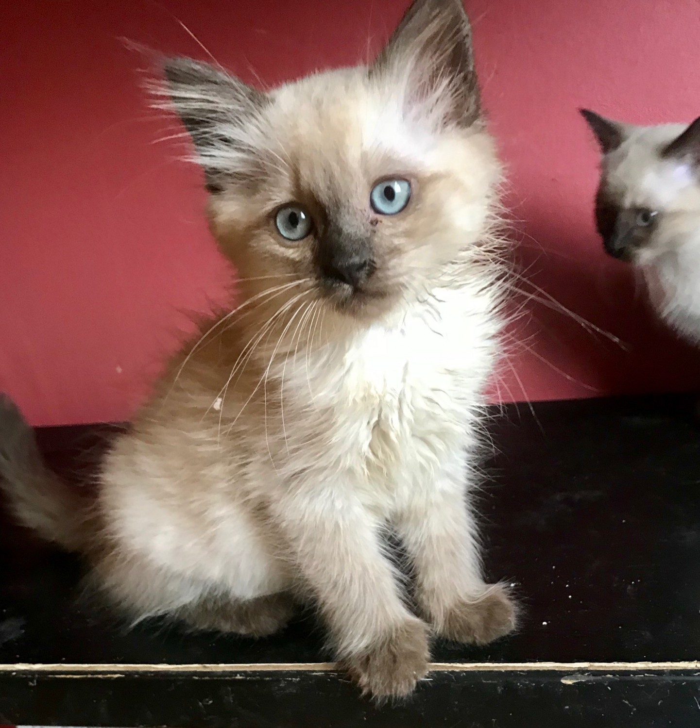 Adorable family raised siamese -himalayan kittens 9 weeks old ,ready for th...