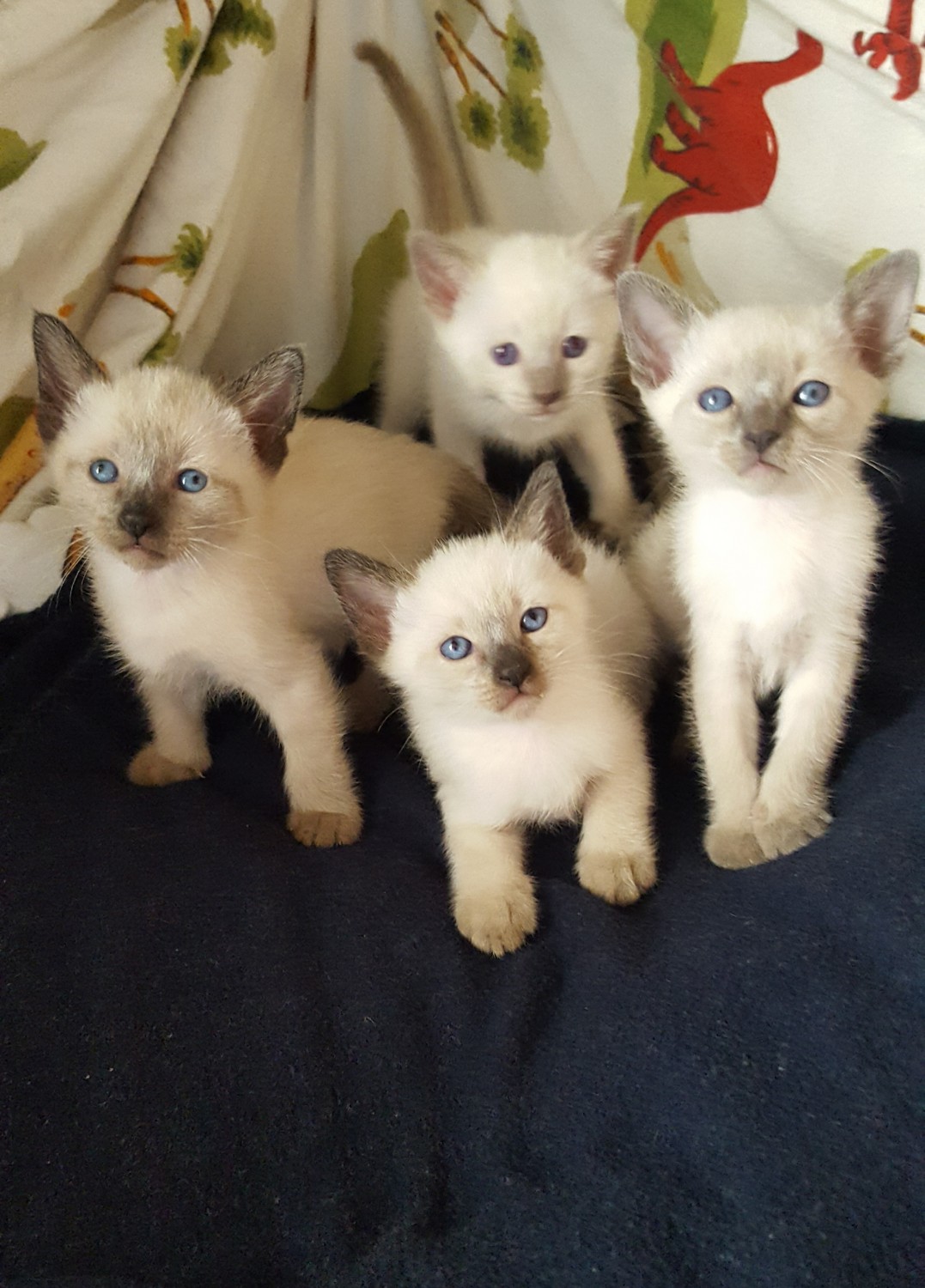 Siamese Cats For Sale Wilmington, DE 276537 Petzlover