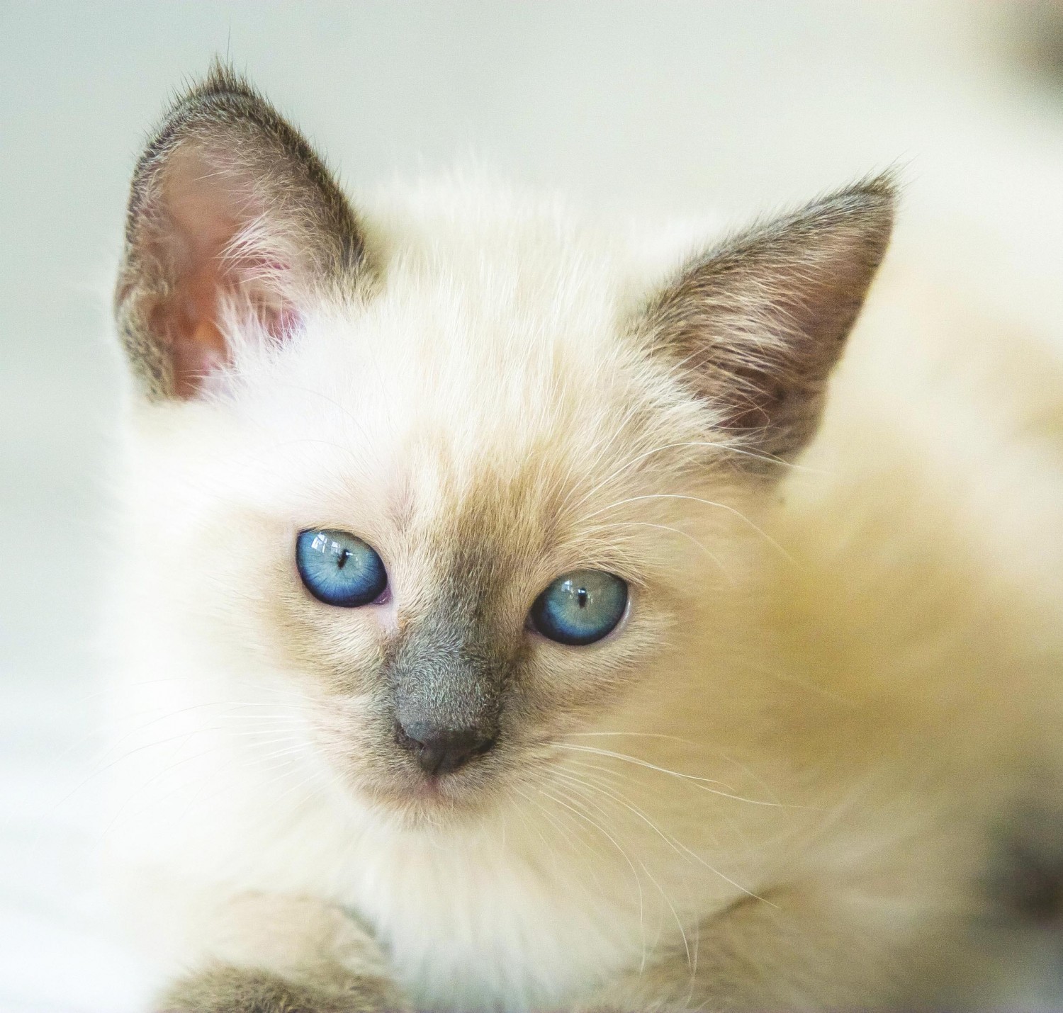 Siamese Cats Sale Adelaide - 12 Design Ideas is your source