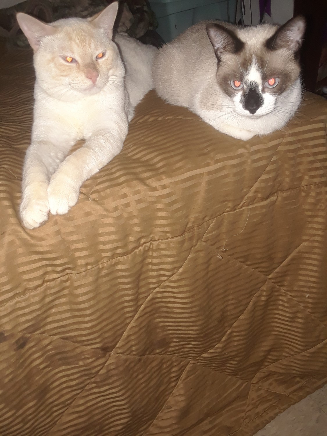 Siamese Cats For Sale Lansing, MI 301852 Petzlover